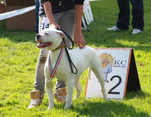 Darkenwald american bulldog